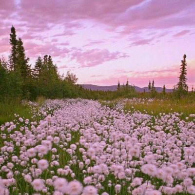 双彩网下载手机版